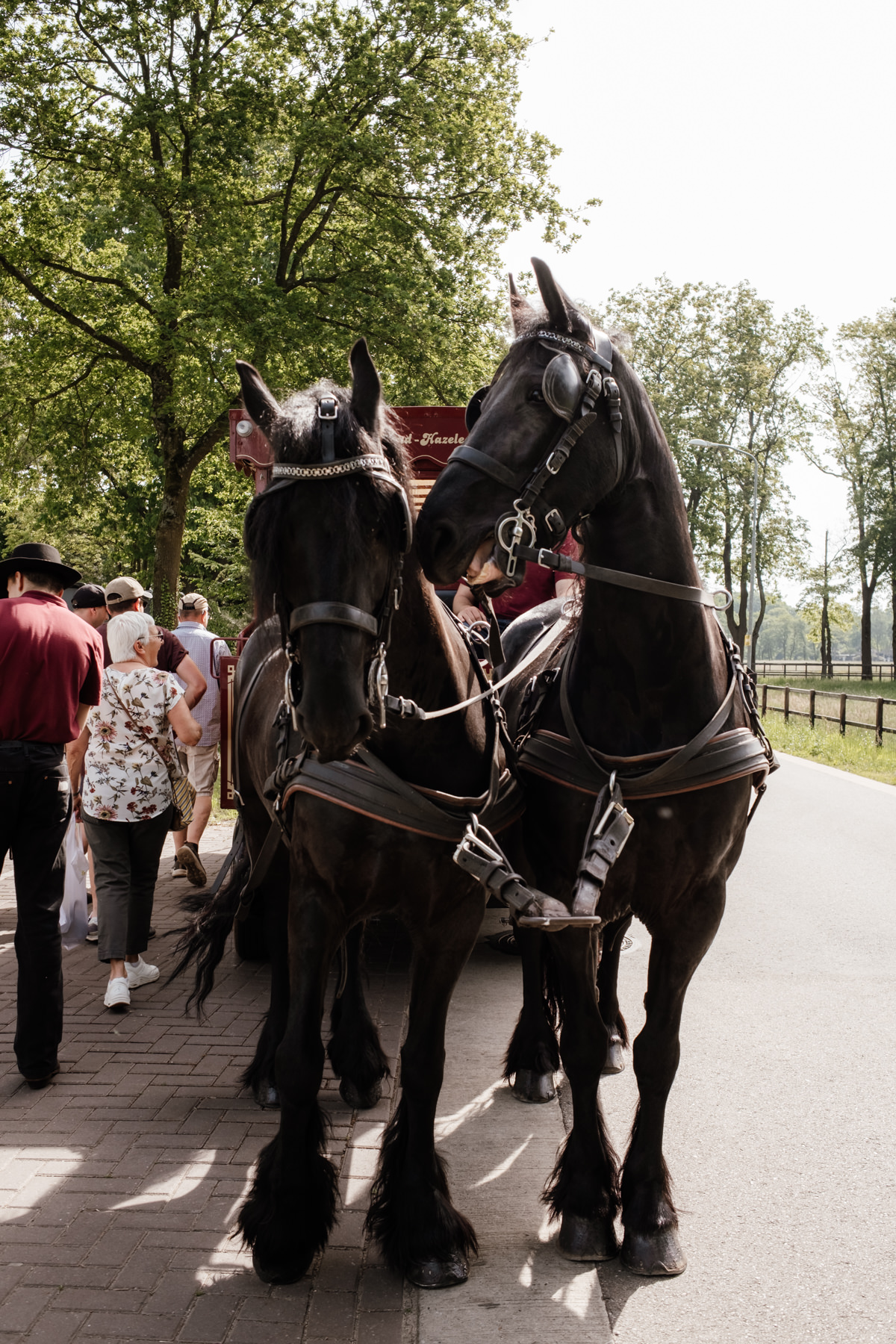 Familie bij huifkar met Friese paarden grote familieshoot Voorthuizen Gelderland — Marieke van Dijk Fotografie